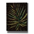 Areca Leaf  by Cindy Jacobs, Canvas Wall Art on Sale