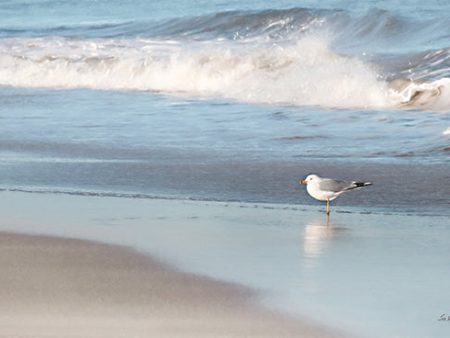 LD3417 - Seagull in the Sand - 18x12 Discount